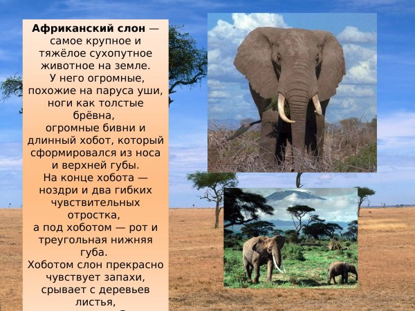Африканский слон
