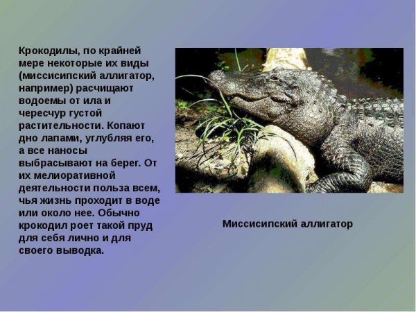 Миссисипский аллигатор