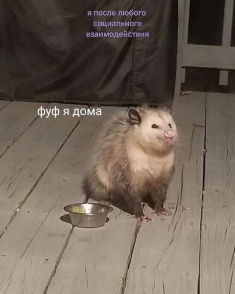 Pozhalovat-v-mir-svezhih-memov-i-smeshnyh-kommentariev-0
