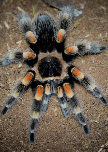 Brachypelma hamorii
