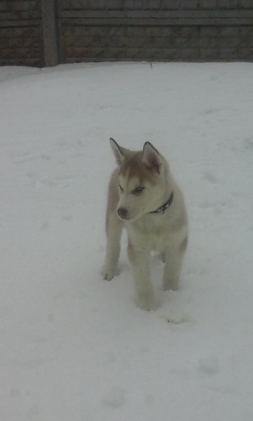 picture_92278711