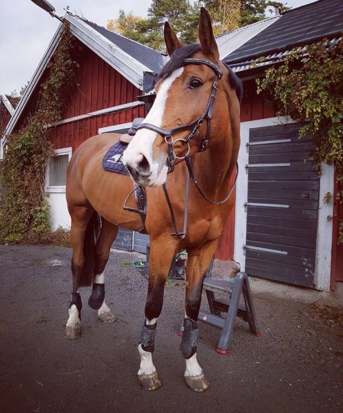MEDIA # OF HORSE
