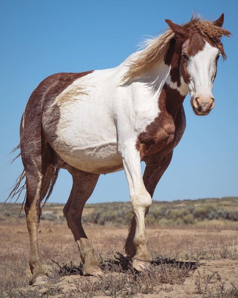 MEDIA # OF HORSE