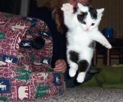 Киса4а