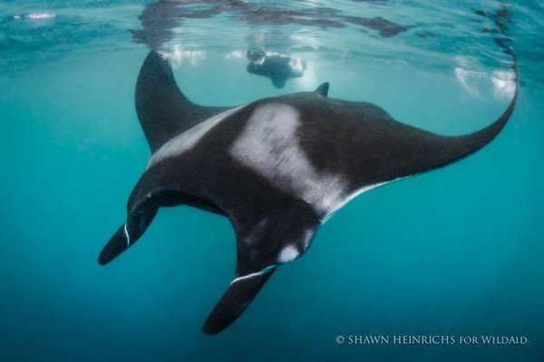 "Racing Extinction"
