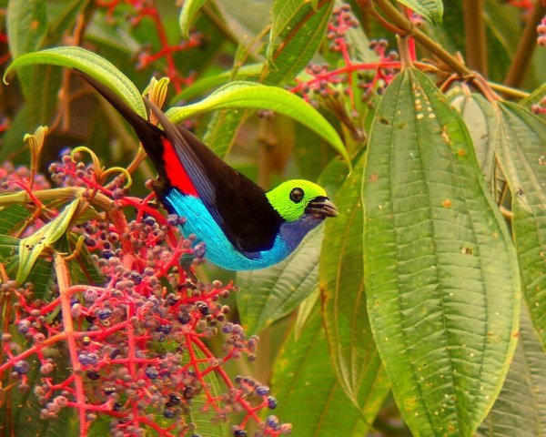 Райская Танагра