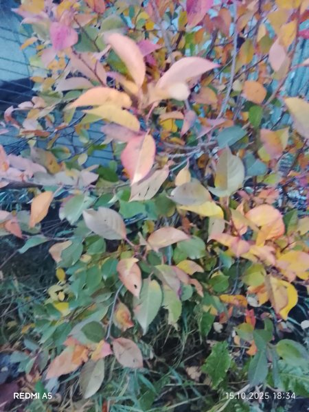 Листья вишни