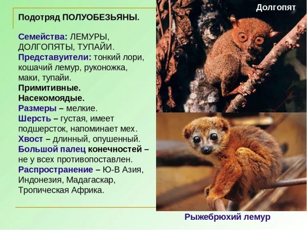 Полуобезьяны