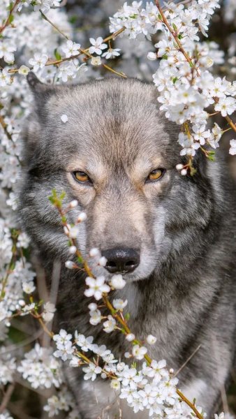 Красавец волк