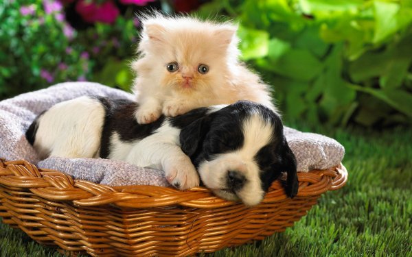 christmas-pupies-and-kittens-wallpapers