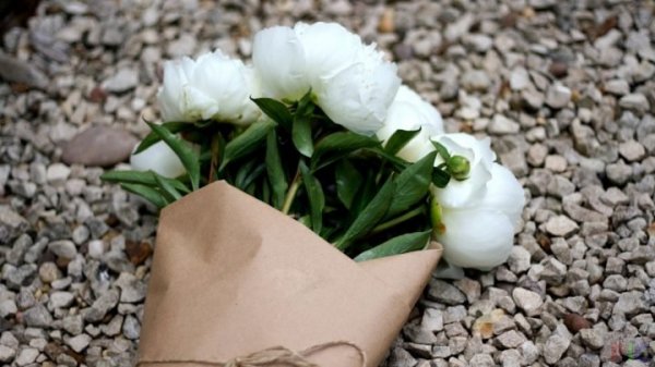 Belye-piony-na-8-marta-720x405