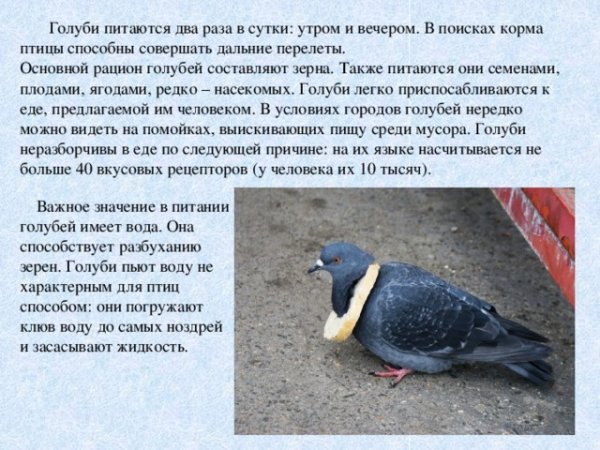 Голуби. Питание