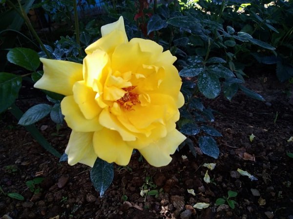 IMG-20200626-WA0017