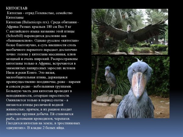 Китоглав