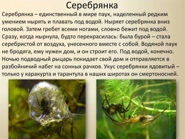 Серебрянка