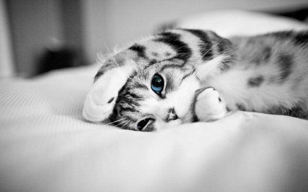 kawaii-white-cat-wallpapers