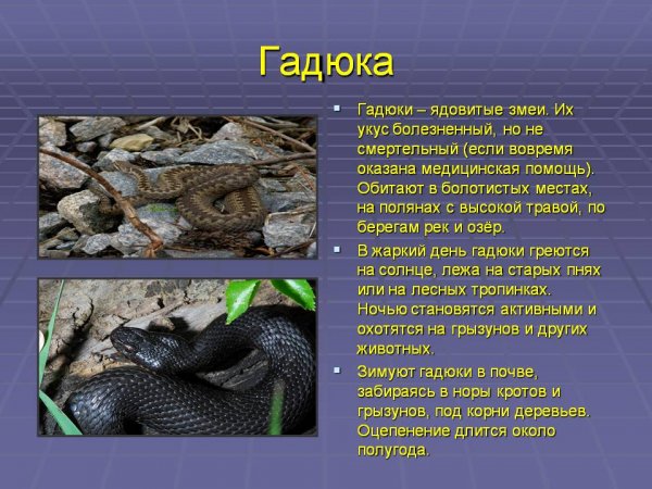 Гадюка