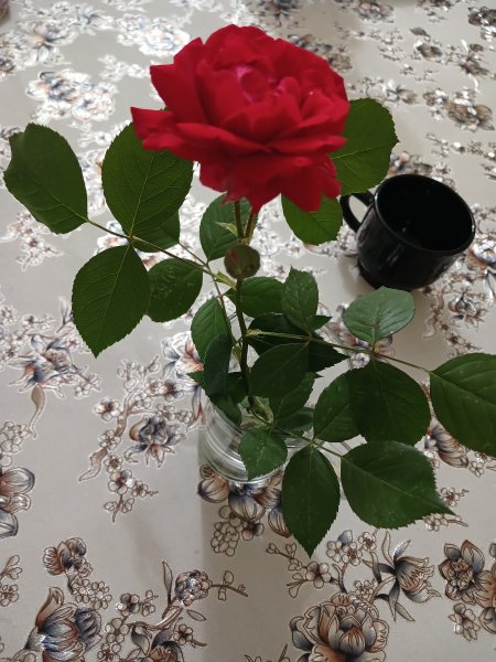 picture_385998613