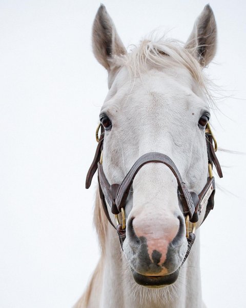 MEDIA # OF HORSE