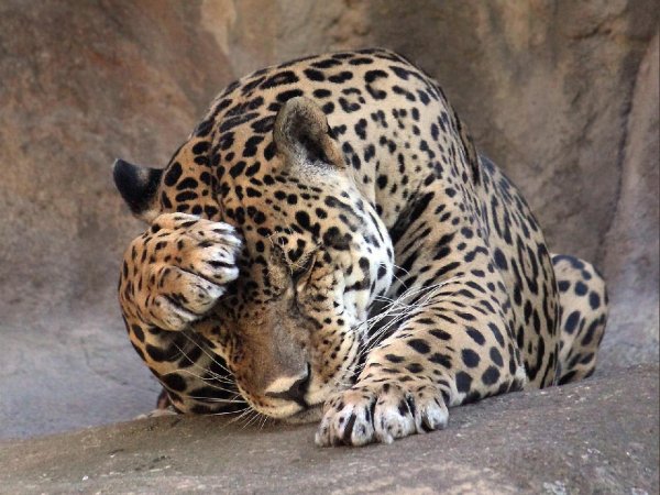 bolshiekoshkileopardileopard71831616349