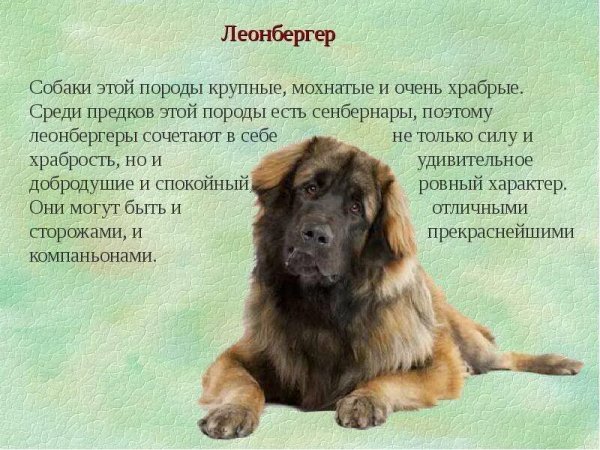 Леонбергер