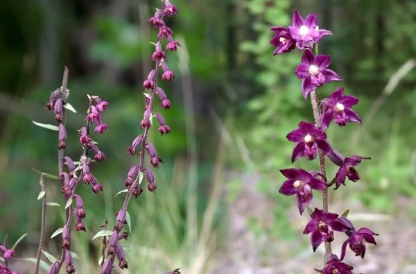 Dremlik-temno-krasniy