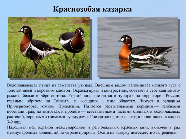 Краснозобая казарка