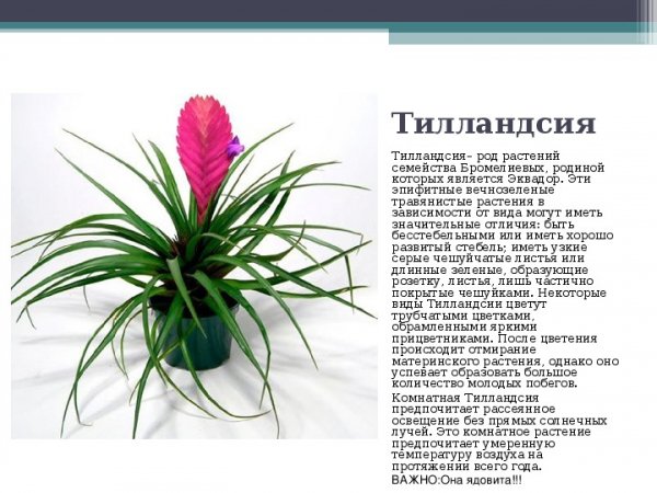 Тилландсия