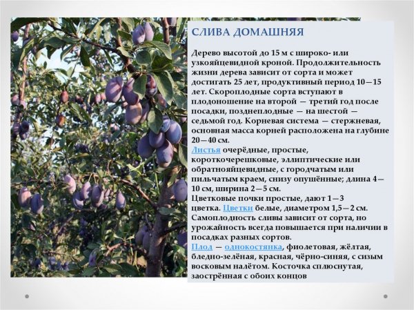 Слива домашняя