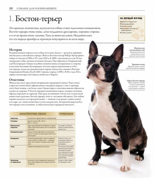 Бостон - терьер