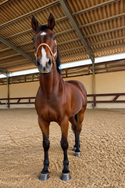 BEST HORSE