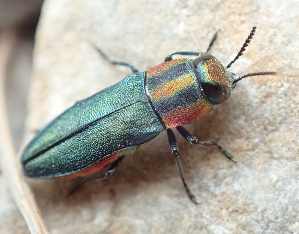 px-Anthaxia sponsa female up