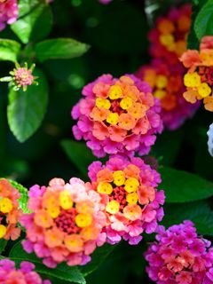 Tsvety listia rasteniia