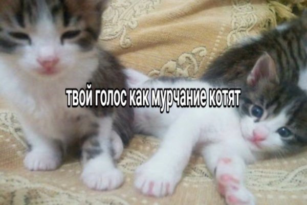 picture_412681286