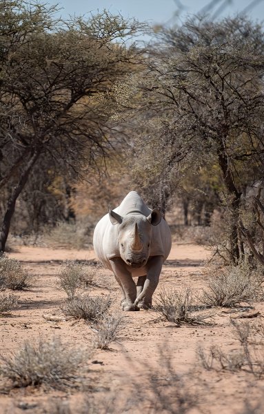 Африканский Носорог