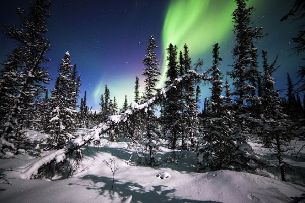 denali-national-park-alaska-7102