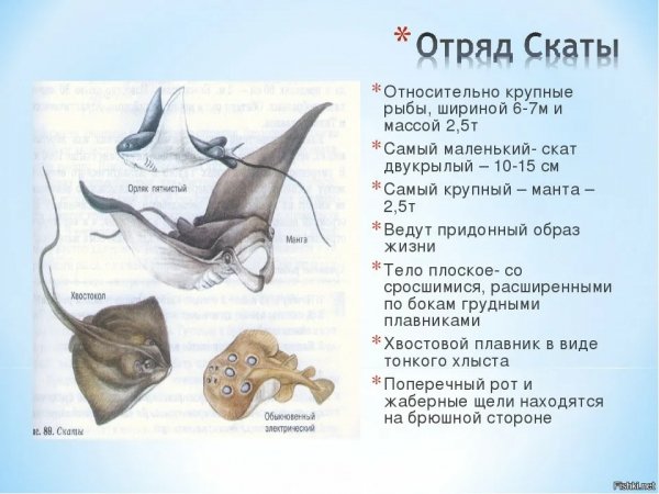Отряд скаты