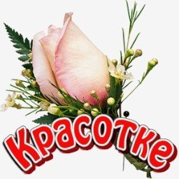 роза