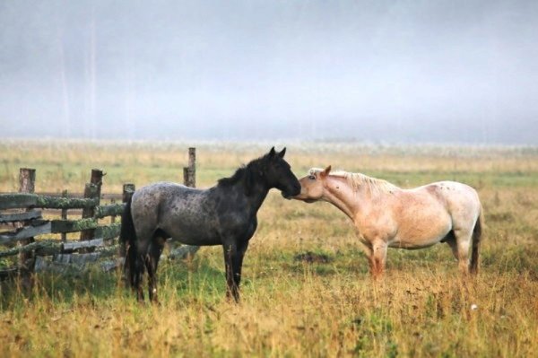 Два одиночества