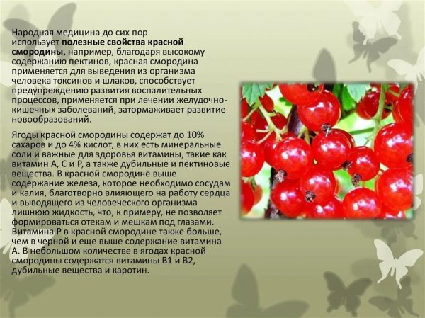 Смородина красная