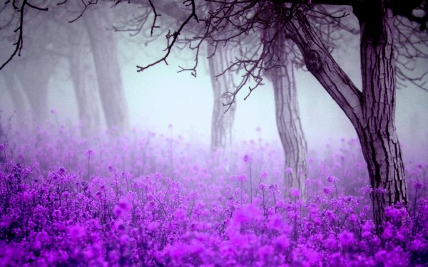 misty-blossoms-forest-wide