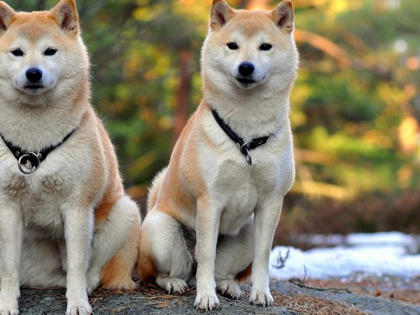 akita-inu sobaki para krasivye 83085 160