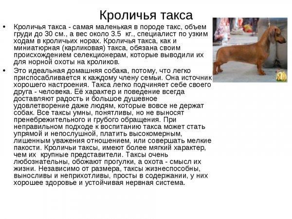 Кроличья такса