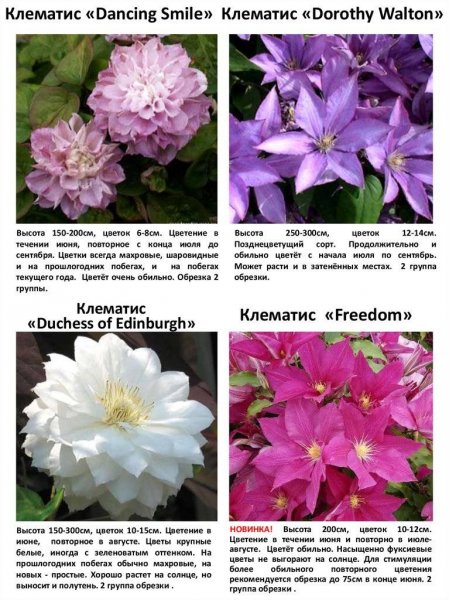 Сорта клематиса