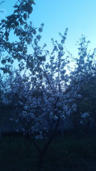 picture_411606126