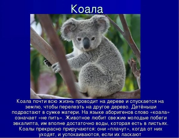 Коала