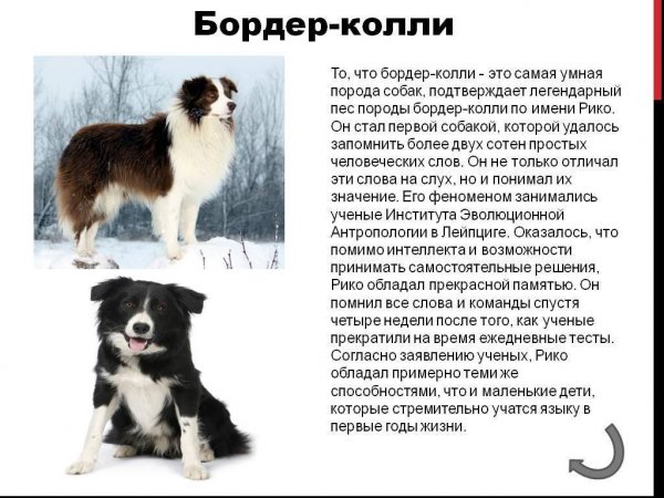 Бордер - колли