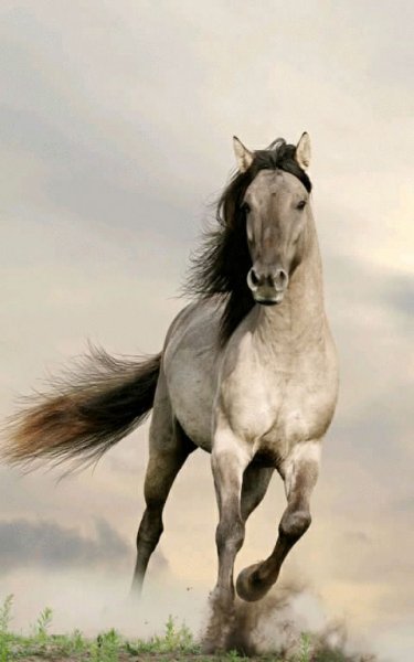 Horse 4