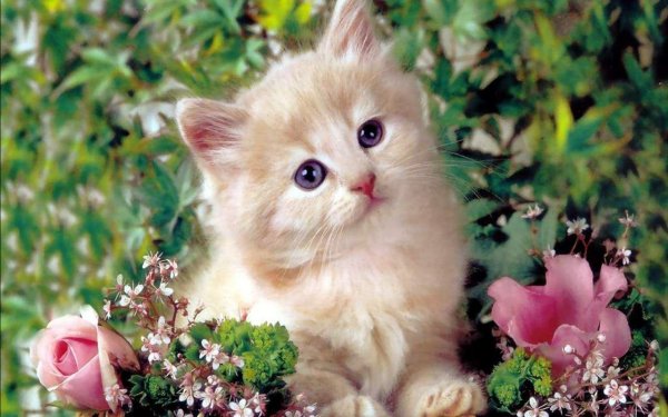 fairy-kittens-wallpapers