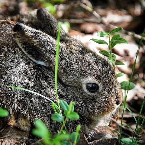 маленький зайчонок